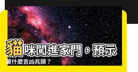 貓進家門|貓進家門預示什麼？5種吉兆揭秘